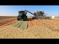 How to grow peanuts in america using modern technology  peanut harvesting process
