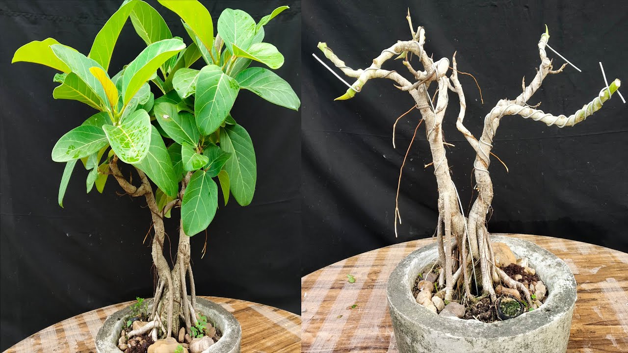 How to make Banyan tree bonsai, How to grow aerial roots. How to create