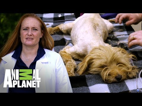 Video: ¿Los perros necesitan ser examinados para detectar el gusano del corazón incluso si están en Heartgard todo el año?