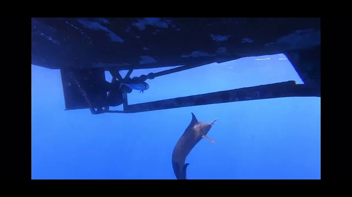 Arguably some of the best underwater footage of a ...