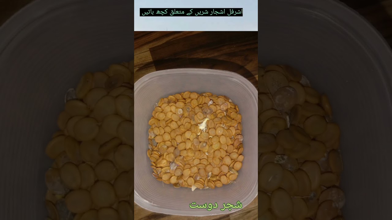 Albizia lebbeck tree.  شریں کے پودے