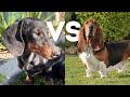 BASSET HOUND vs DACHSHUND INTELLIGENT TEST