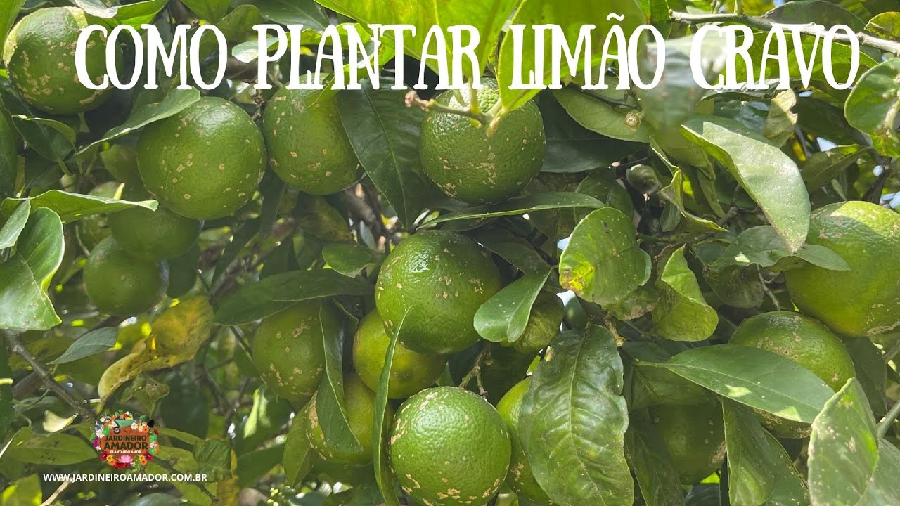 Como plantar e colher limão cravo 🍋 em casa 🏡👩‍🌾 - thptnganamst.edu.vn