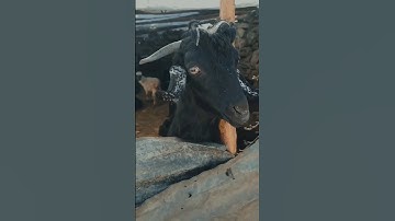 Yörüklerin obası | Toros dağları #anadolu #yörük