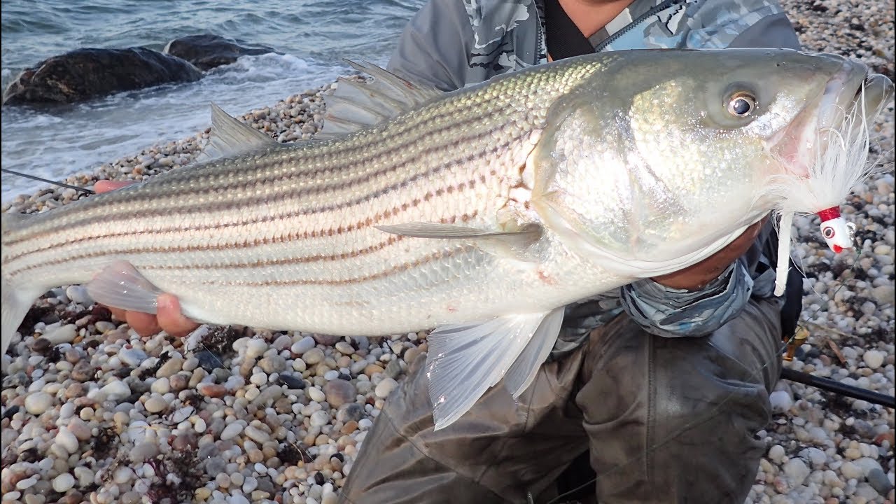 Striper Surf Fishing Dawn Bucktail Bite and Rod Review YouTube