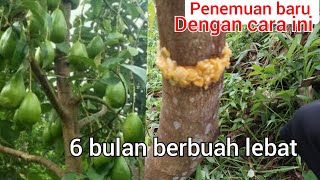 penemuan baru,!!! dengan cara ini 6 bulan alpukat langsung berbuah lebat