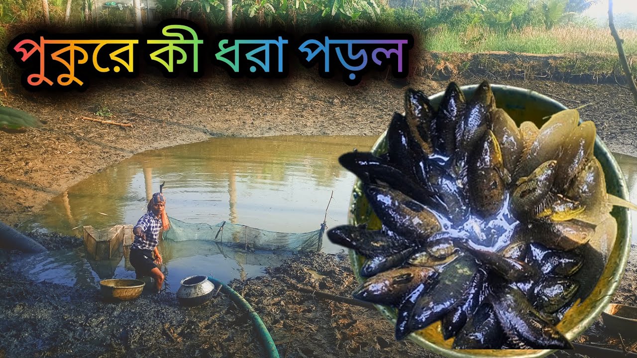 Pond Harvesting Day in Our Village! 🐟🔥 | Full Vlog