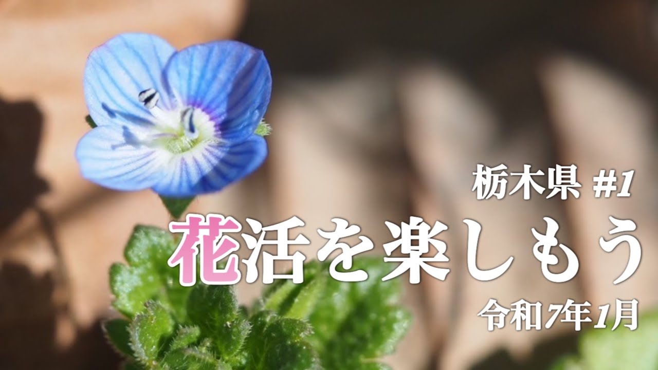 【新春の花活】 1月 栃木県#1  小さい春を探しに🌸