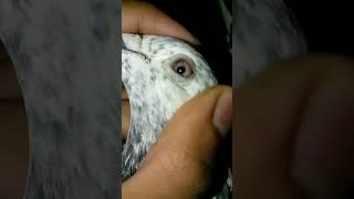 প্রেম নিয়ে কিছু কথা ❤️?গিরিজেল কবুতর?? shortvideo pigeon kobutorer kobutor love birds 
