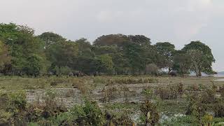 කලාවැවේ වන අලි / kalawewa wild elephant  #india #pilipinas #visitsrilanka