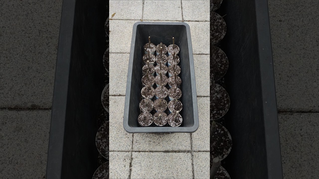 Feigen Stecklinge Sorte Negronne setzen machen Bestes Substrat Perlit alte Erde Kokos Humus Kompost