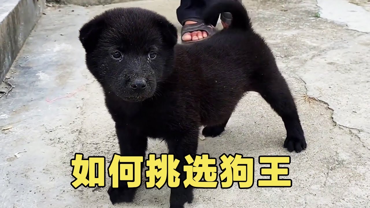 怎么挑选狗王呢?老师傅手把手教你,这些都是成为狗王的必要条件【梁风友信】 - YouTube