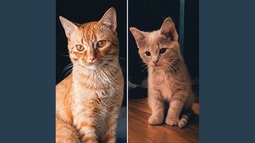 Modish Backdrops for Home Cats