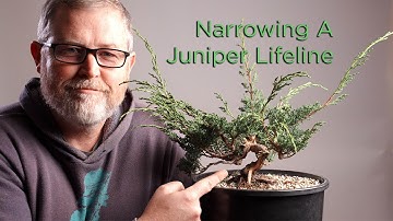 Bonsaify | Narrowing Lifelines on a Young Juniper to Create a Good Shohin