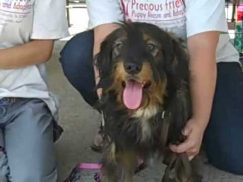 Dog Adoption Clarksville Tn