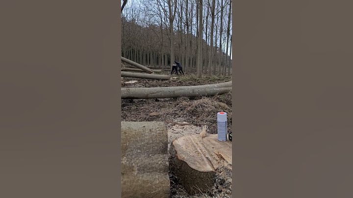 PAULOWNIA LOGS