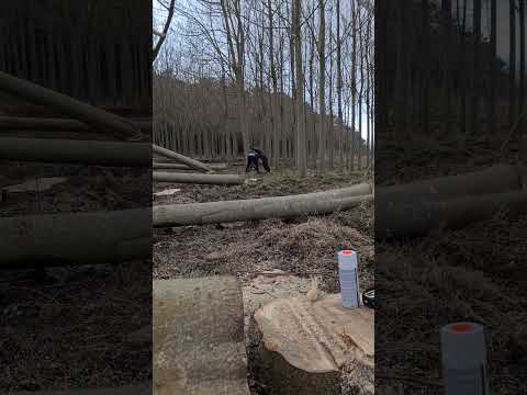 PAULOWNIA LOGS