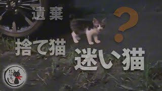 【子猫保護】大雨の翌日突然庭に現れた子猫を保護 ฅ^•ω•^ฅ