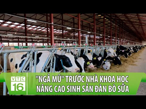 Video: Xuất nhập khẩu là gì? Các nước xuất khẩu và nhập khẩu như Ấn Độ, Trung Quốc, Nga và Nhật Bản