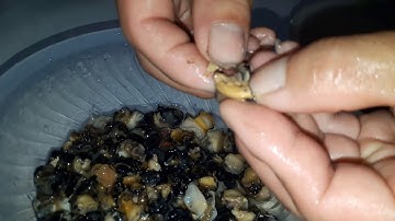 Cách sơ chế ốc bươu vàng sạch không tanh bạn nên biết!