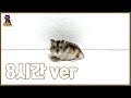 [8시간/중간광고x] 😺고양이가 좋아하는 쥐 울음소리를 고양이에게 들려주세요!🐭 (햄스터 영상)/고양이가 반응하는 소리와 화면