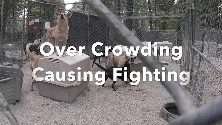 Diana's Grove Dog Rescue