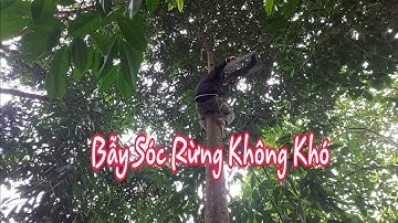 Bẫy sóc rừng không hề khó