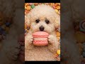 Sweet temptation I couldn’t resist… One big bite of macaron ASMR 🍬 참으려다 실패한 달콤한 유혹, 마카롱 한입 ASMR 💗