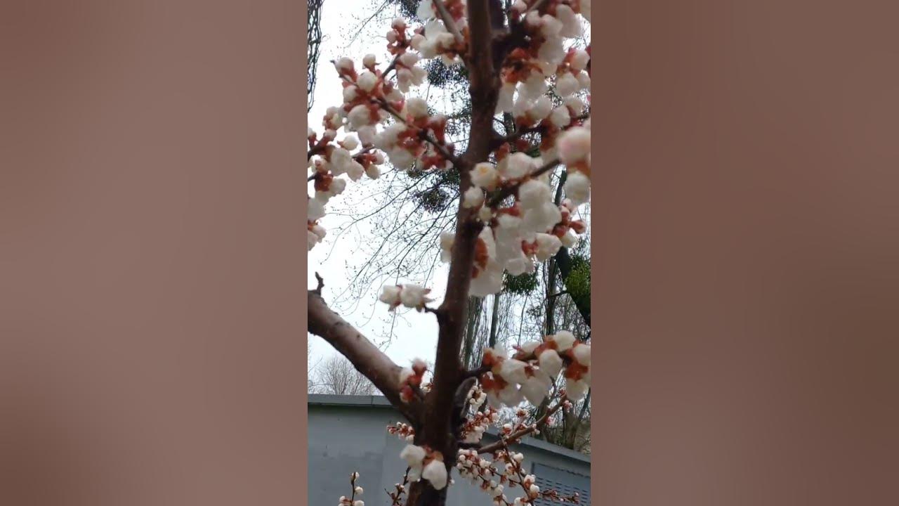 Apricot Flowers in Blossom. Kyiv, Ukraine. 05.april.2023. Rainy day ×5C. Apricot Flowers in Blossom. Kyiv, Ukraine. 05.april.2023. Rainy day ×5C.