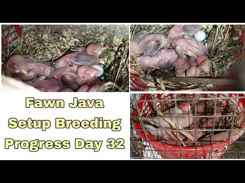 Fawn Java breeding progress 4th clutch || Day 32