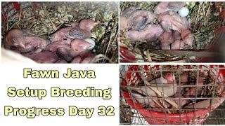 Fawn Java breeding progress 4th clutch || Day 32 Wealth