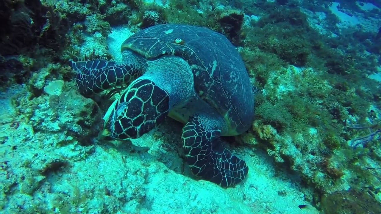 Diving in Cozumel, Mexico with Turtles, Anglefish, Barracuda, Moray Eel