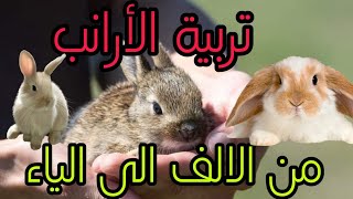 كل ماتريد معرفته لتبداء فى تربية الأرانب من الالف الى الياء هبداء معاكو خطوه بخطوه raising rabbits screenshot 5