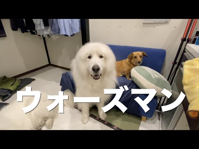飼い主の愚痴を聞かされて迷惑なグレートピレニーズ