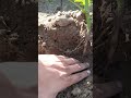 #Potatocrop#Healthycrop#Maturecrop#Tubercrop#Wintercrop#properspacing#safewater#Shortsvideo