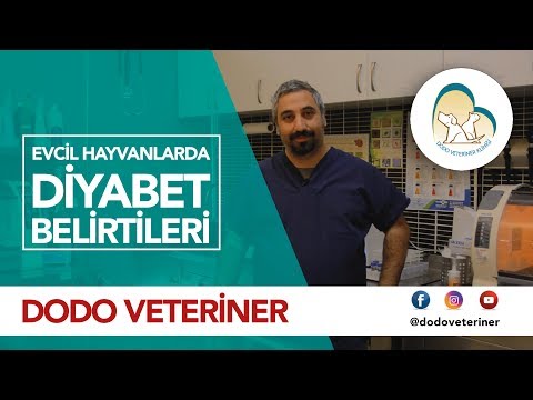 Video: Köpeklerde Su Diyabeti