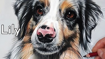 Australian Shepherd SPEED DRAWING