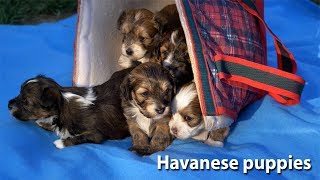 Havanese puppies at 4 weeks old by Dorsett 3,168 views 6 years ago 1 minute, 51 seconds