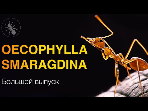 Видео: МУРАВЬИ ПОРТНЫЕ OECOPHYLLA SMARAGDINA - БОЛЬШОЙ ВЫПУСК