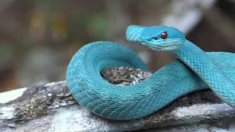 VOTE for the documentary film about rattlesnakes in Arizona by LIVING ZOOLOGY!