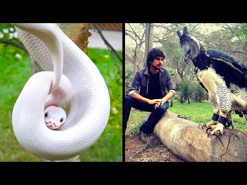 Vídeo: O animal mais incrível do mundo. Os animais mais incomuns e raros do mundo