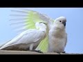 The Most Spoiled Cockatoo Kid Ever - Wild Birds