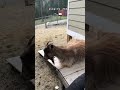 tonic immobility 🐏☠️ #funny #funnyanimals #farmlife #behavior #goats #sheep