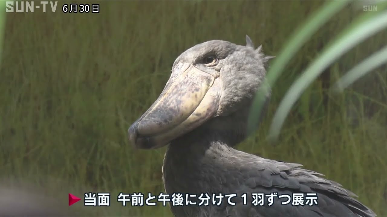 大きなくちばしが特徴 絶滅危惧種のハシビロコウ 神戸どうぶつ王国で