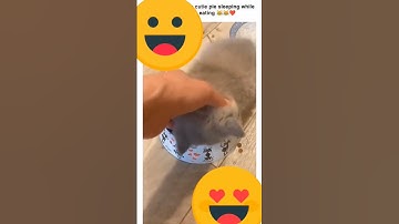 Kitten Falls Asleep While Eating || ViralHog funny short