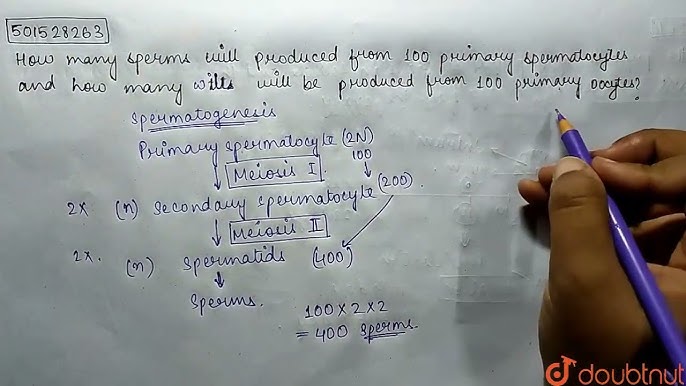 Бір мүшеден көптеген сперматозоидтар