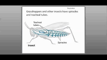 29-2 Form and Function in Invertebrates (Part 1)