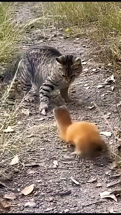 Duel di Jalan sengit dan seru Kucing vs Garangan!”#shortvideo