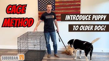 How to Introduce Puppy to Older Dog: SAFE and STRESS FREE!