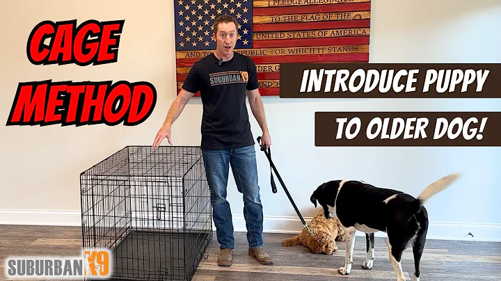 How to Introduce Puppy to Older Dog: SAFE and STRESS FREE!